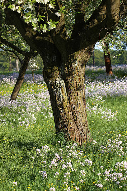 wiosna blossom - flower blumenwiese meadow flower head zdjęcia i obrazy z banku zdjęć