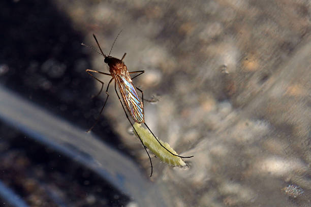 mosquito - wasserglas fotografías e imágenes de stock