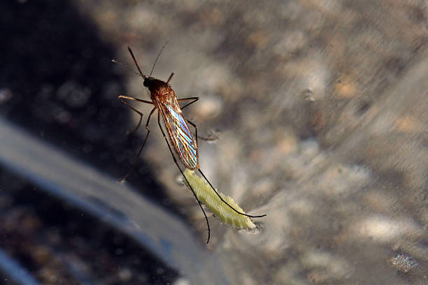mosquito - flugel imagens e fotografias de stock