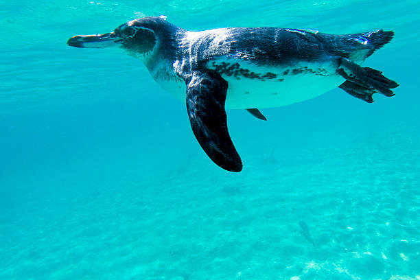 istock Galapagos penguin swimming underwater. Galagapos, Ecuador 482336238