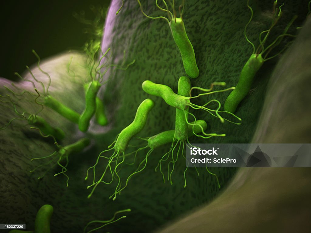 the helicobacter pyloris medical bacteria illustration of the helicobacter pyloris Helicobacter Pylori Stock Photo