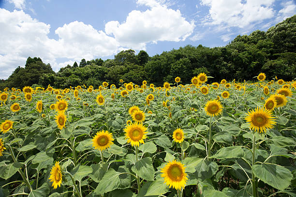 Picture with sunflowers-ひまわり 320+ Sunflower Himawari Stock Photos, Pictures & Royalty-Free