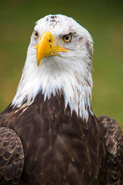 istock Closeup of an American Bald Eagle in Ecuador 482337350