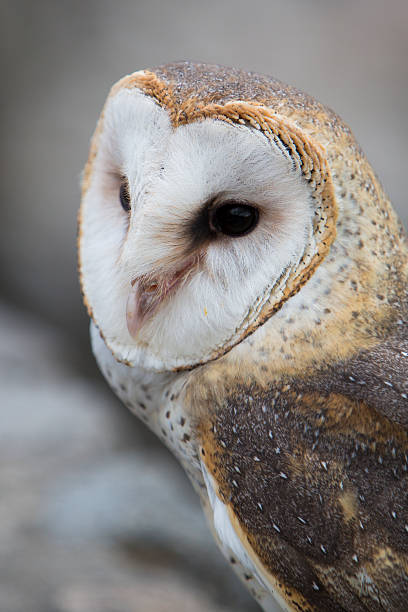 istock Closeup of Barn Owl 482337630