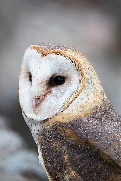 istock Closeup of Barn Owl 482337668