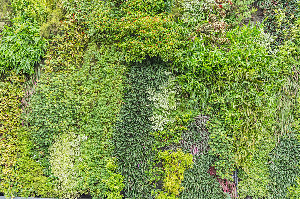 istock Outdoor horizontal panoramic shot hedges with grass 482337778