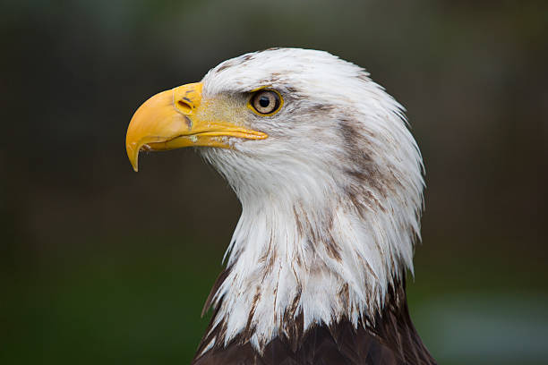 istock Closeup of an American Bald Eagle in Ecuador 482337790