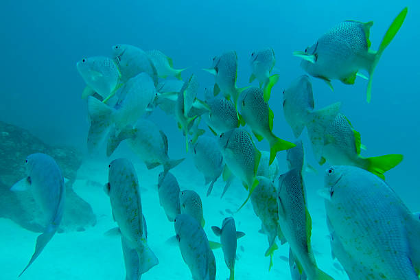 shoal de schoolmasters, galapagos - nautical vessel journey diving flipper photos et images de collection