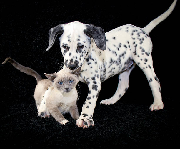 And You Thought You Had It Ruff Funny puppy and kitten photo with a not so happy kitten playing with a Dalmatia puppy that just wants to be friends. dalmatian dog photos stock pictures, royalty-free photos & images
