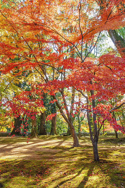 istock Red maple leaves in autumn 482342379
