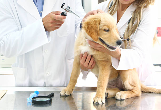 istock Vets examining Golden retriever puppy. 482342554