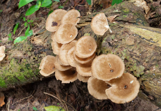 Tropical mushrooms in rainforest. Taman Negara National Park. Malaysia