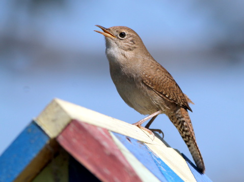 A House Wren singing on top of a birdhouse
