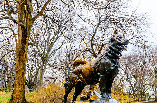 balto central park di new york - antitoxin foto e immagini stock