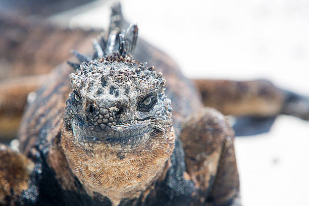 istock Marine iguana in the Galapagos islands 482343880
