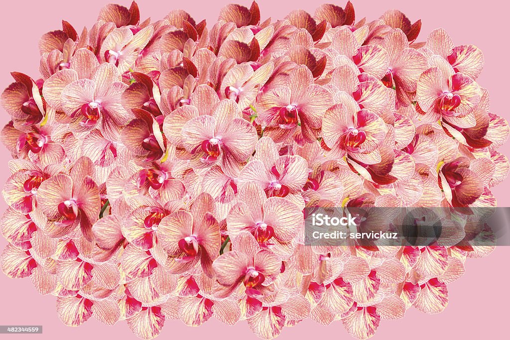 Very big bunch of spotted orchid flowers Very big bunch of spotted orchid flowers on pink background Backgrounds Stock Photo