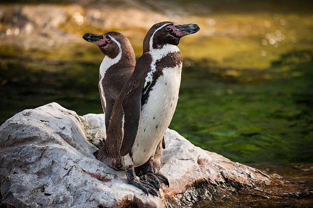 istock Two Yellow Eyed Penguins standing on the rock 482344688