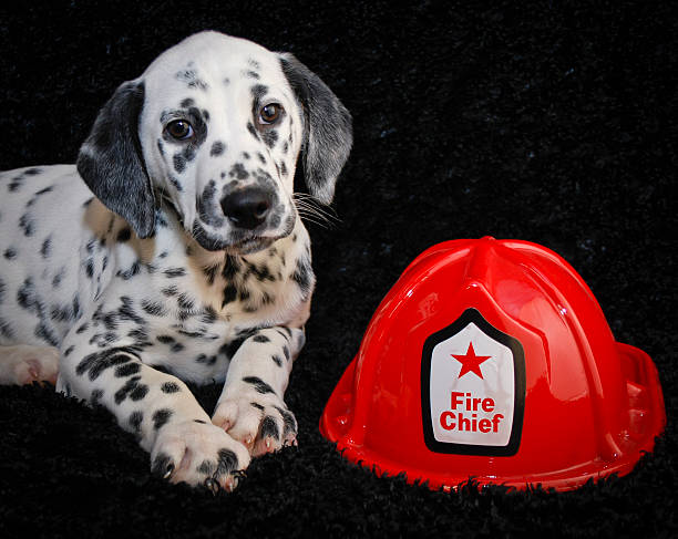istock Cute  Dalmatia Puppy 482344725