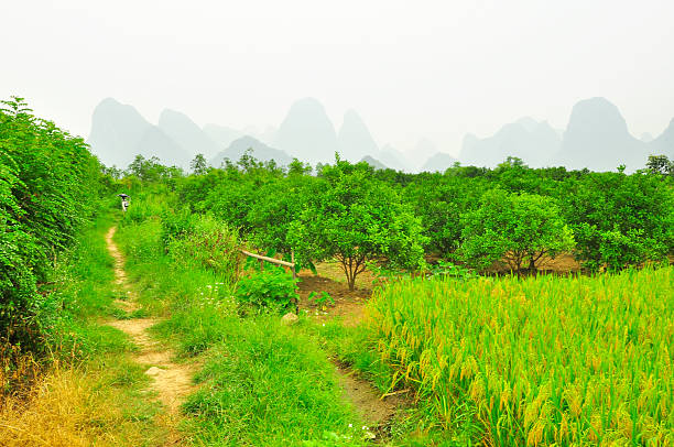 Guilin Li river Karst mountain landscape in Yangshuo