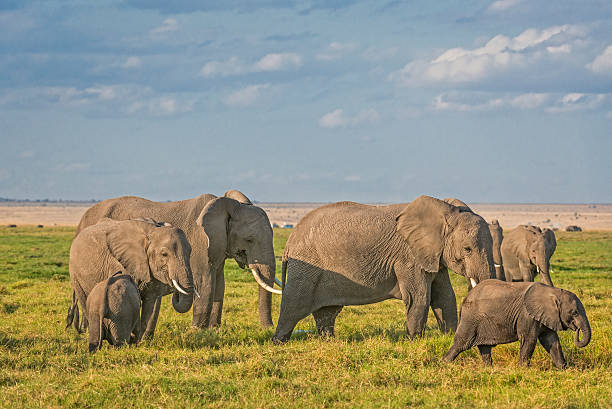 istock Herd of African Bush Elephants 482344978