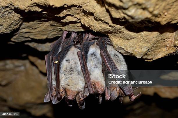 Groups Of Sleeping Bats In Cave Stock Photo - Download Image Now - Mouse-eared Bat, Animal, Animal Wildlife