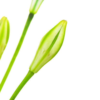 brodiaea flower bud, cluster-lily, isolated on white background