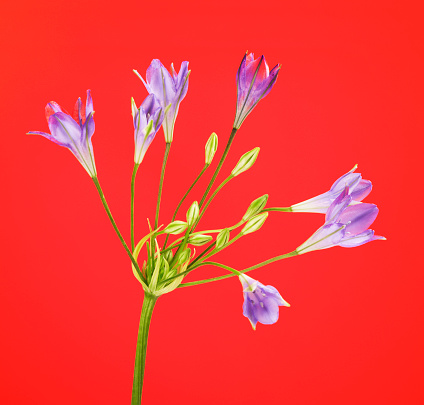 fresh brodiaea flower, cluster-lily, on red background