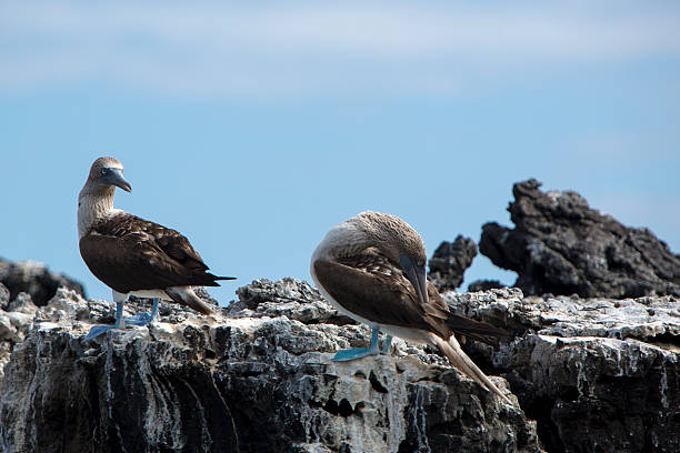 istock Blue-footed boobies, Galagapos Islands, Ecuador 482345716