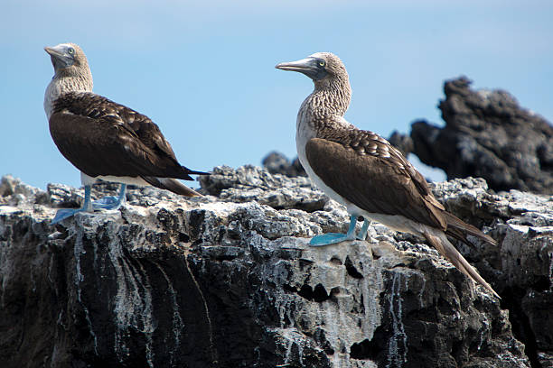 istock Blue-footed boobies, Galagapos Islands, Ecuador 482345720
