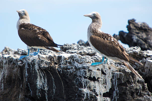 istock Blue-footed boobies, Galagapos Islands, Ecuador 482345722
