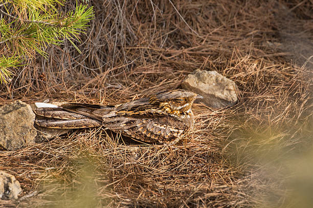 Red necked Nightjar roosting on the ground A Red necked Nightjar (Caprimulgus ruficollis) resting on the ground on pine needles and amongst rocks, Andalucia, Spain european nightjar caprimulgus europaeus stock pictures, royalty-free photos & images