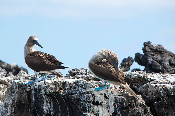 istock Blue-footed boobies, Galagapos Islands, Ecuador 482346132