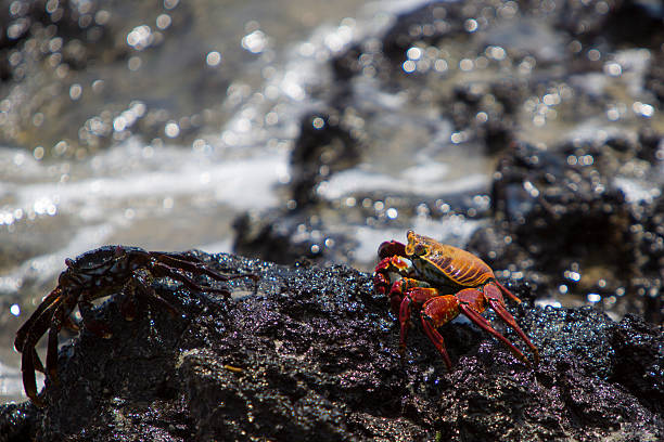istock Sally Lightfoot Crab or Red Rock Crab, Galapagos Islands 482346438