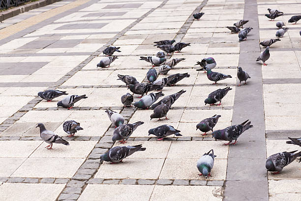 istock flock of pigeons 482346452