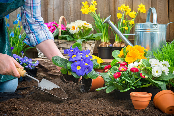gardener planting flowers - bloem plant stockfoto's en -beelden