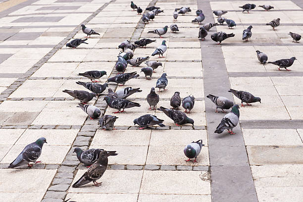 istock flock of pigeons 482346826