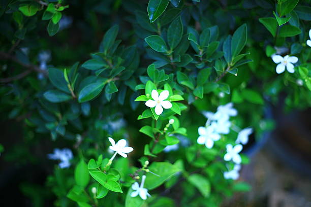 istock Beauty of Nature 482347002