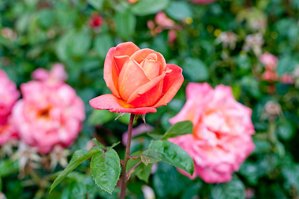 istock Roses in the garden 482349400