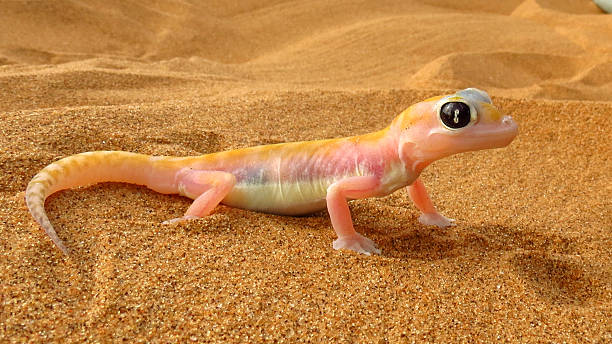 web footed gecko, namibia - dieren netvlies stockfoto's en -beelden