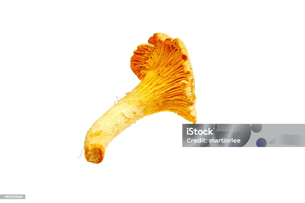 Single Wild Fresh Girolle Mushroom Single Wild Fresh Girolle Mushroom, a wild mushroom with an exquisite taste with a hint of apricot, used in recipes and cooking, isolated against a white plain background, clipping path or cut out 2015 Stock Photo