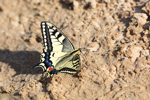 istock Papilio machaon, Old World Swallowtail 482349706