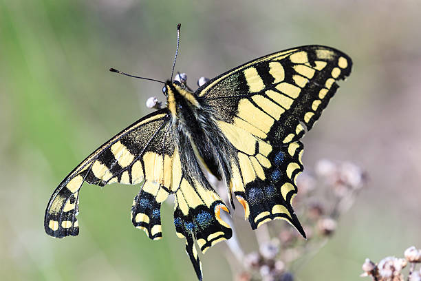 istock Papilio machaon, Old World Swallowtail 482349714