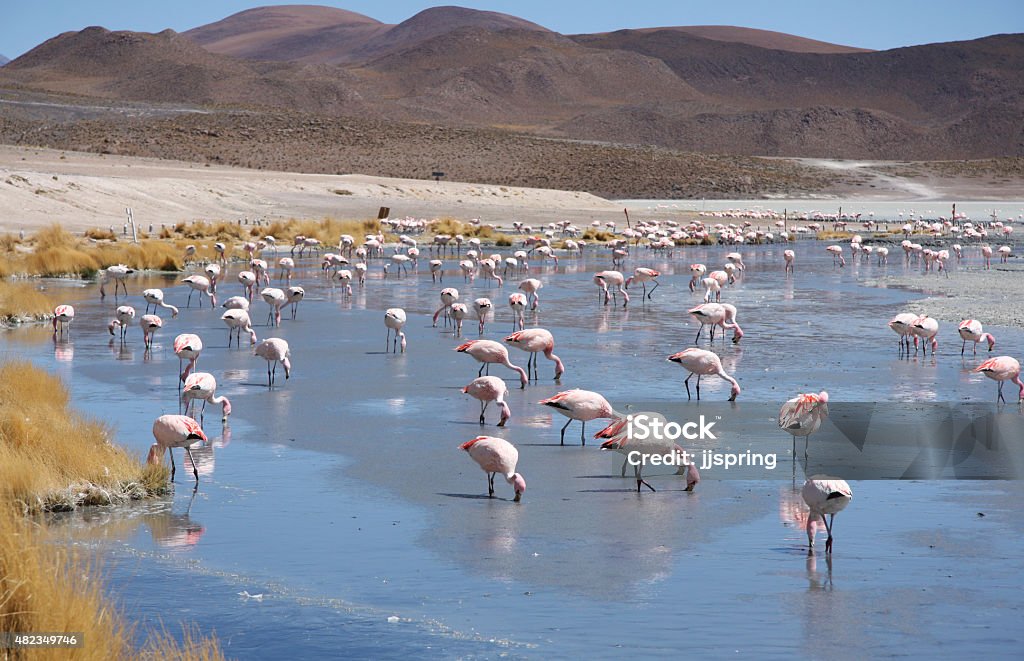 Pink flamingos in wild nature landscape Pink flamingos in wild nature of Bolivia, Lagoon Hedionda, Atacama desert, South America 2015 Stock Photo