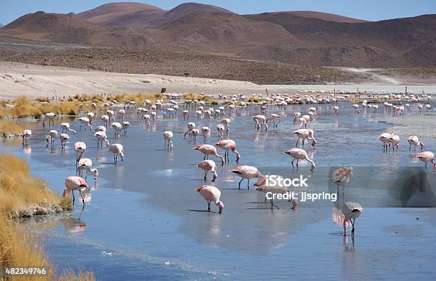 Pink Flamingos In Wild Nature Landscape Stock Photo - Download Image Now - 2015, Altiplano, Andes