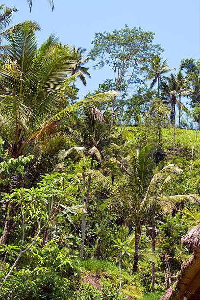 istock The tropical nature. Indonesia. Bali. 482349954