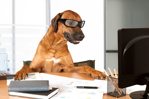 Rhodesian Ridgeback dog sitting at a desk in front of a computer as an office manager.