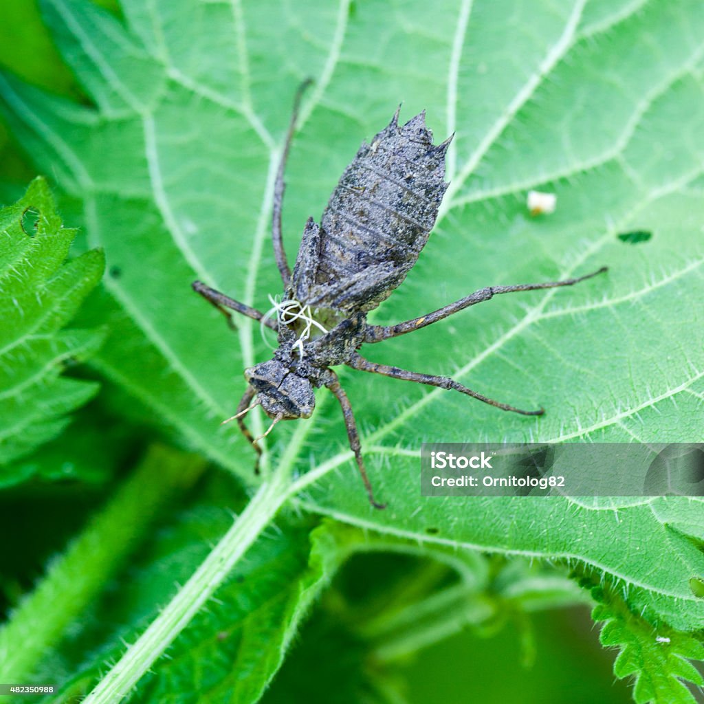 Epitheca Larvae Epitheca Bimaculata Eurasian Baskettail Stock Photo - Download Image ...