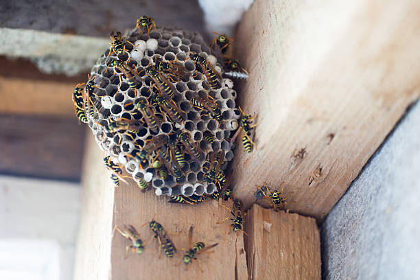 istock Polistes nimpha, Paper Wasp. 482351328