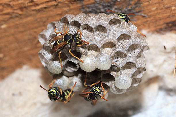 istock Polistes nimpha, Paper Wasp. 482351334