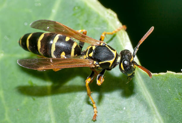 istock Polistes nimpha, Paper Wasp. 482351342